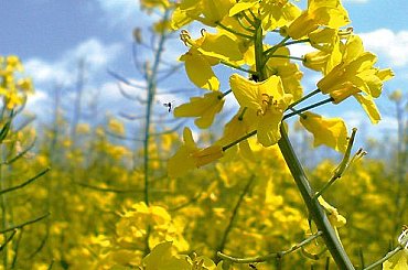 Řepka mizí z polí. Pěstování se už nevyplatí